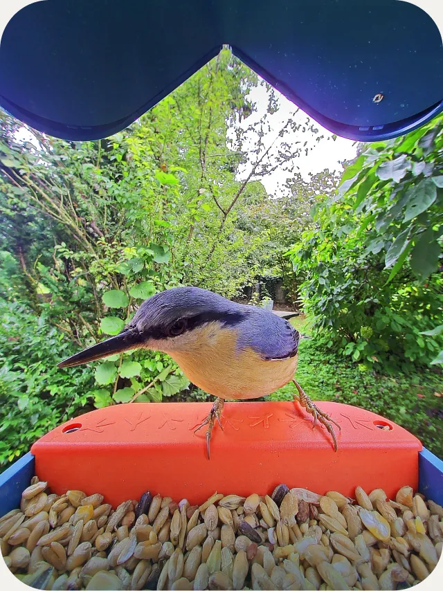 A sample bird photograph shown by Birdbuddy.