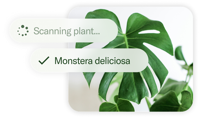 Planta identifies a monstera from a photo, shown in an official product illustration