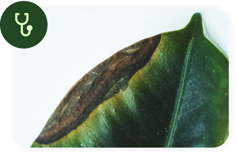 Dr. Planta’s plant-health feature, with a damaged leaf in the official illustration